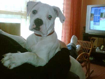 American bulldogbaby sucht Zuhause 