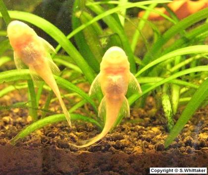 L 144 Ancistrus Albino Antennenwels RED EYE 