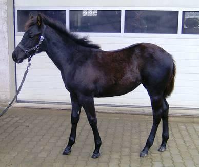 Schwarzes Quarter-Horse Stutfohlen