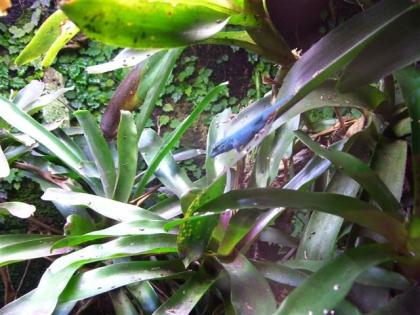 Lygodactylus williamsi 2,0