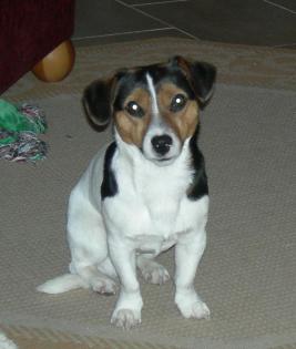 Jack Russel Deckrüde