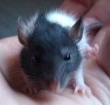 Ratten Babys nahe QLB suchen neues Zuhause  verschenken 