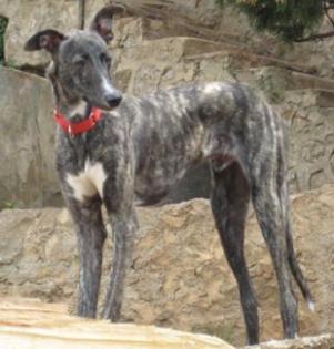 Traumgalgo sucht Traumzuhause!