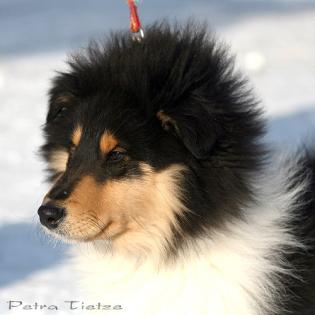 Collie kind sucht........