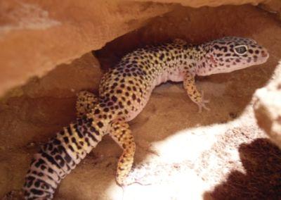 3 Leopardgeckos ( 2 weibchen adult & subadult ; 1 männchen adult ) zu verk.