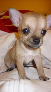 Mini Chihuahua Junge