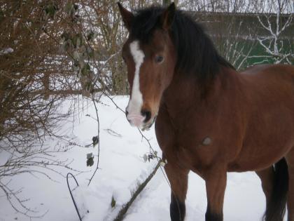 Suche zuverlässige Reitbeteiligung