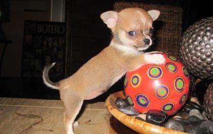 MINI CHIHUAHUA KURZHAAR  