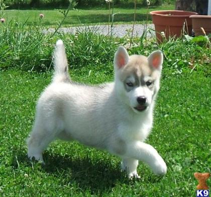 Siberian Husky