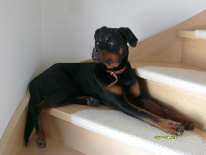 Rotti sucht Dringend