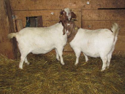 Burenziegen Herdbuch cae-saniert zu verkaufen www.burenzucht-winter.com