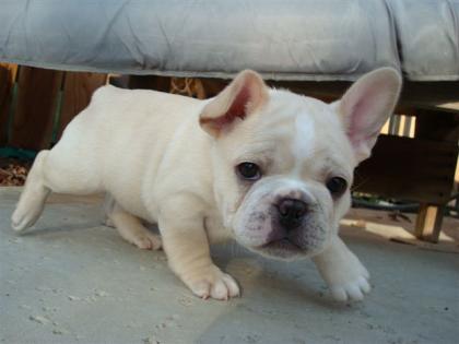 Französisch Bulldogge Welpen