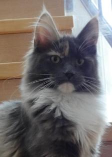 Maine Coons aus verantwortungsvoller langjähriger Zucht mit Referenzen