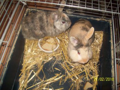 3 Zwergkaninchenbabys (12/2009) und 2 Löwenköpfchen ( 5 Monate alt) nur Männchen