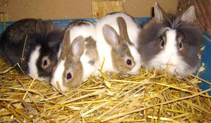 2 Löwenköpfchen und 3 Farbzwerge abzugeben