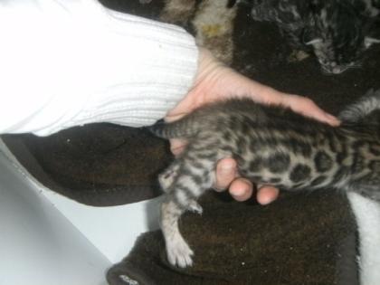 Bengal Kitten der Extraklasse - gigantische Kontraste