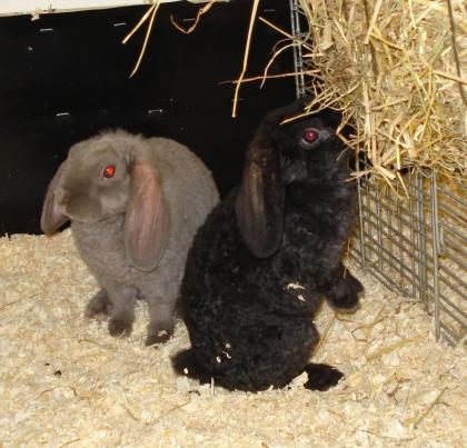 2 liebe Kaninchen aus Notstation suchen gemeinsam ein zu Hause!