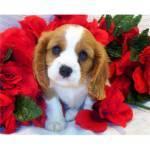 Cavalier King Charles Spaniel Welpen