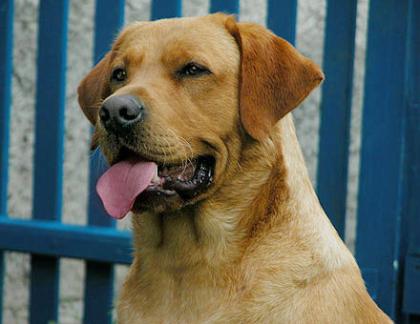 Labrador Deckruede in Sonderlackierung