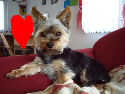 Reinrassige Yorkshire Terrier sucht Deckhündin