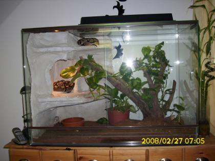 Terrarium Komplett mit 2 Königspython