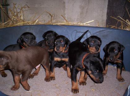 Dobermannwelpen