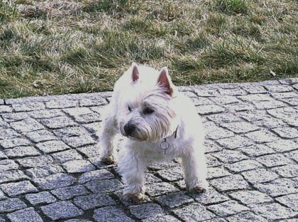 Suche einen West highland white terrier