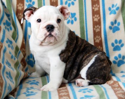 Wunderschöne typvolle engl. Bulldoggen-Welpen