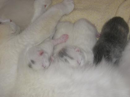 Scottish Fold und BKH Kitten