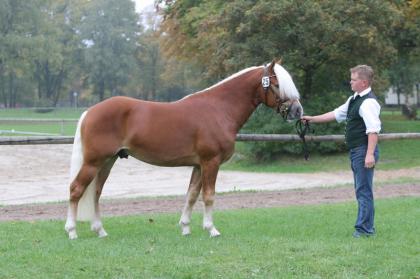 Deckanzeige Edelbluthaflinger Welano von Weritas