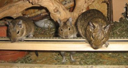 3er Degu-Mädelsgruppe (1x ca 1 Jahr + 2x 7 W) zu vermitteln