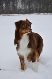 Wunderschöner Aussie-Deckrüde, red-tri, mit ASCA-Papieren