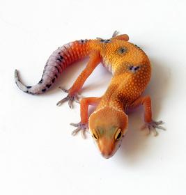 Leopardgeckos