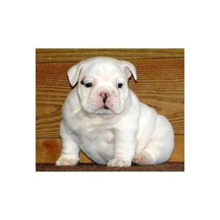 Englisch Bulldogge Welpen