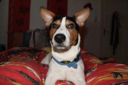 Jack Russel Terrier 15 Monate 