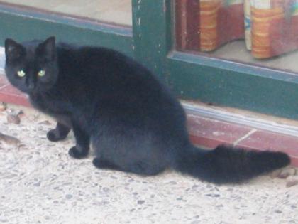 Süsse kastrierte zahme Katze kostenfrei abzugeben