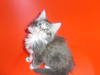 Süße Maine Coon Kitten mit Papieren aus Championverpaarung