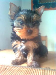 Reinrassiger Yorkshire Terrier Welpe, Rüde, ohne Papiere 