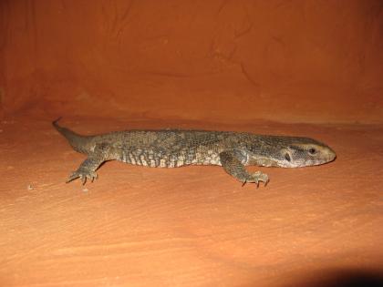 1.1 Steppenwaran  Varanus exanthematicus  ca 35 cm dnz 