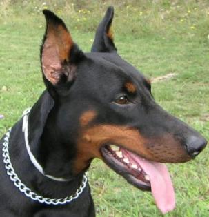 Dobermann Rüde sucht neues Zuhause