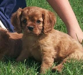 Cavalier King Charles Spaniel