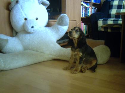 Cocker Spaniel sucht ein warmes Zu-hause