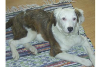 Australian Shepherd Mix