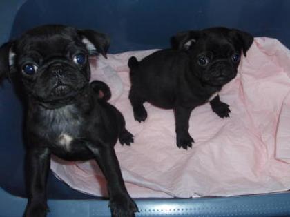 Mops welpen zu verkaufen