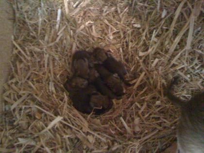 Degu Babys zu verkaufen