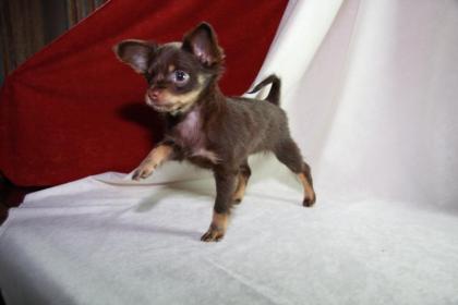 Toy Terrier Welpen