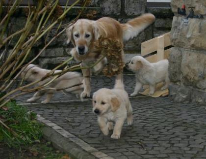 Golden Retriever Welpen