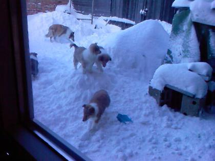 Colliewelpen