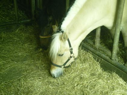 2 Reitbeteiligungen zu vergeben