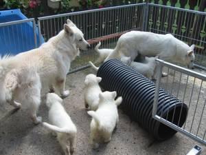 Weisser Schäferhund Welpen